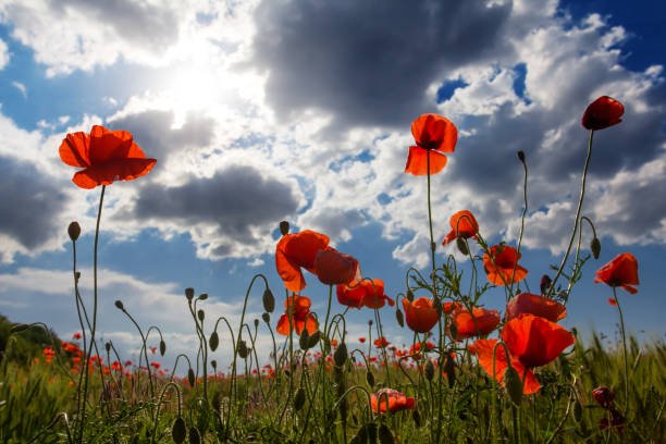 istock red poppies on a blue sky background 1321074768