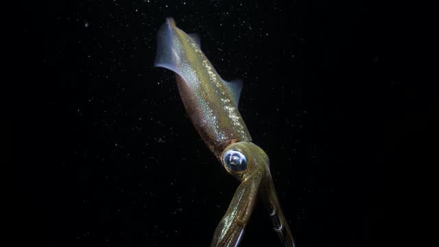 A unique underwater perspective of a colourful Squid swimming upside underwater