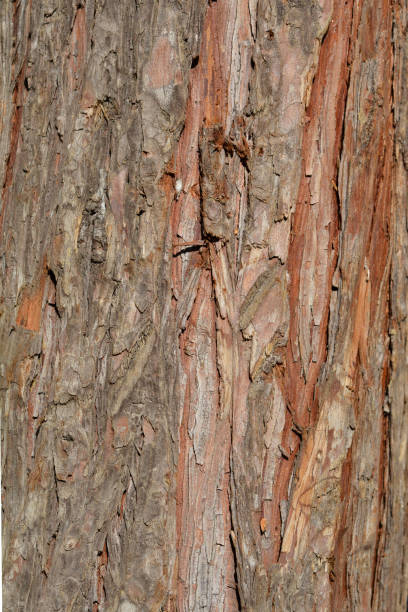 False cypress False cypress bark detail - Latin name - Chamaecyparis lawsoniana chamaecyparis stock pictures, royalty-free photos & images