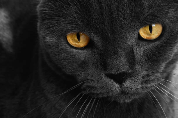 istock Black cat close up with yellow eyes looking at camera 1321076757