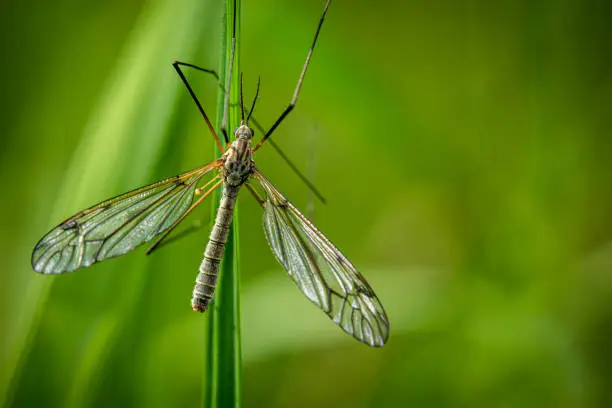 Looking down upon a daddy longlegs or crane fly on a leaf with wings open over a green garden background with copyspace