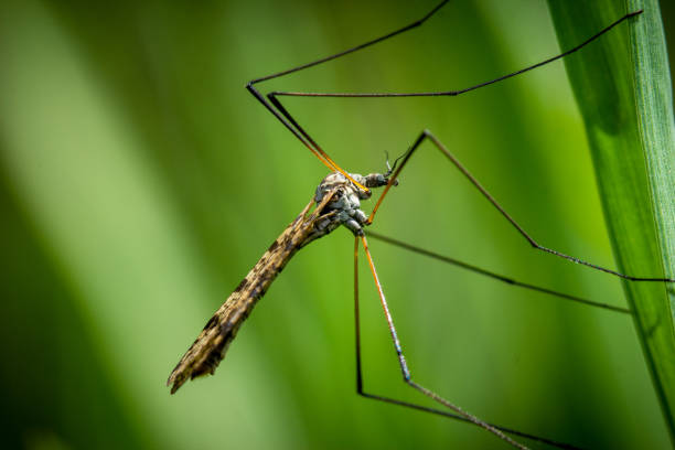 Delicate profile of a long legged crane fly on a leaf with folded wings and copyspace