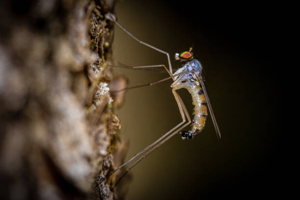 Tiger mosquito on the banks of the Seine, France