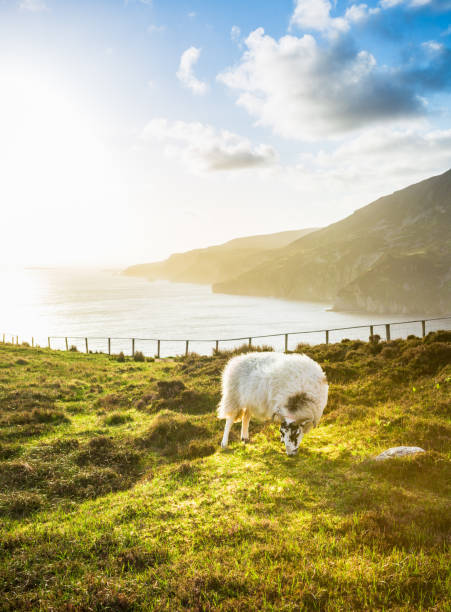 istock Panorama beach sea view in Ireland ocean coast. Atlantic mountain cliffs and rocks. Beautiful Sheep landscape 1321077310