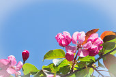 Blue background with a blossoming branch of an apple tree. Red flowers of apple varieties Rudolph against the blue sky