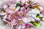 Blooming apple tree branch with pink flowers. Pink flowers bloomed on the apple trees. Macro