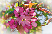 Large pink flowers on a branch of an apple tree. The apple tree blooms with pink flowers