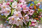 Delicate pink flowers bloomed in spring on a branch of an apple tree. The apple tree blooms with pink flowers. Macro