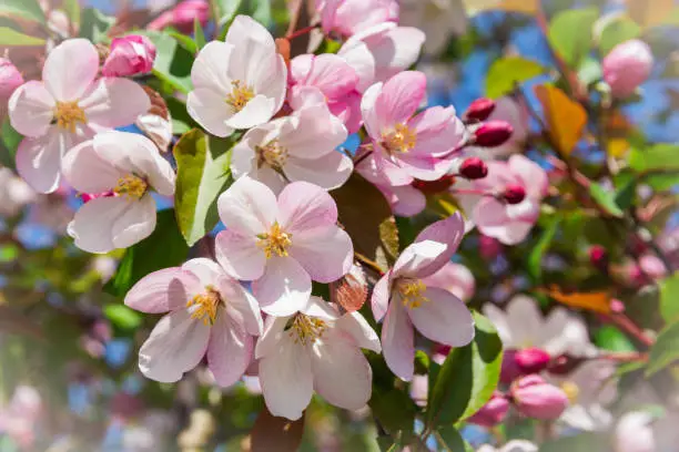 Delicate pink flowers bloomed in spring on a branch of an apple tree. The apple tree blooms with pink flowers. Macro.