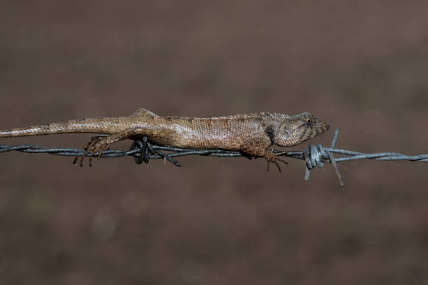 Crested lizard using barbed wire fence in agricultural land like it would native vines and tree branches Thailand Asia