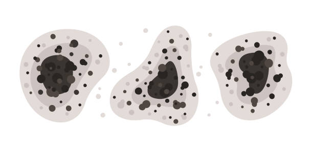 Black mold spots of different shapes. Toxic mold spores. Fungi and bacteria. Stains on the house wall. Isolated vector illustration on white background Black mold spots of different shapes. Toxic mold spores. Fungi and bacteria. Stains on the house wall. Isolated vector illustration on white background. spore stock illustrations