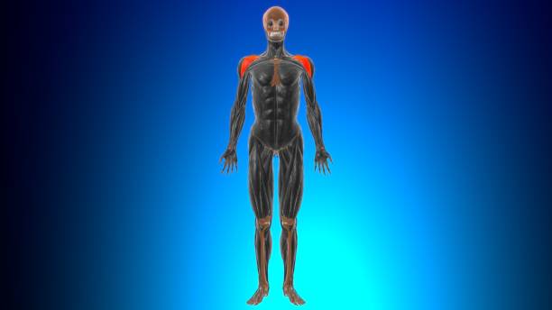Clavicular part of deltoid Anatomy For Medical Concept 3D Clavicular part of deltoid Anatomy For Medical Concept 3D Illustration 3d human muscle stock pictures, royalty-free photos & images