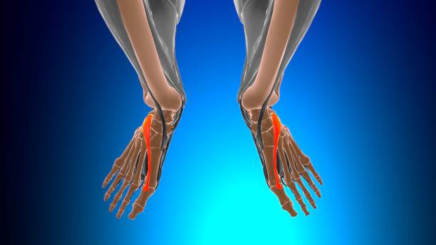 istock Extensor hallucis brevis Muscle Anatomy For Medical Concept 3D 1321079778