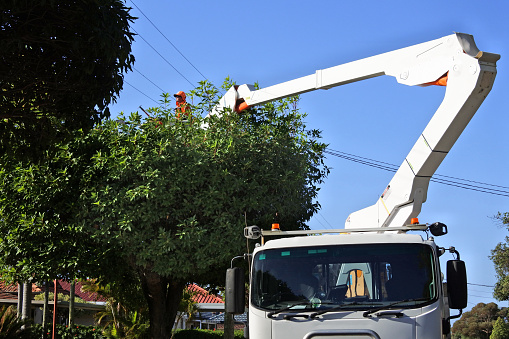 Perth, Wa -  May 31 2021:A professional Australia tree trimmer trimming a tree growing under a electricity power line for public safety and reliability of electric service.