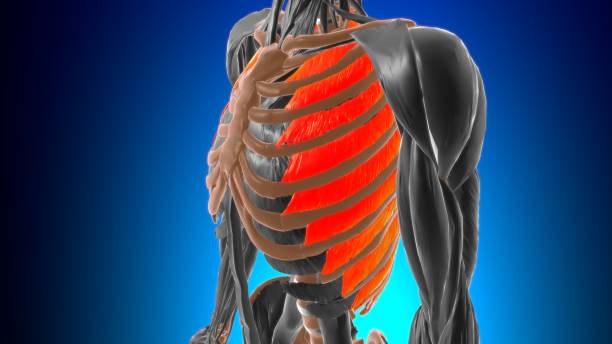 external intercostal muscle anatomy for medical concept 3d - deltoid imagens e fotografias de stock