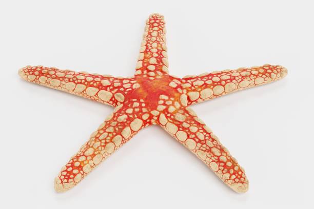 istock Realistic 3D Render of Necklace Starfish 1321081277