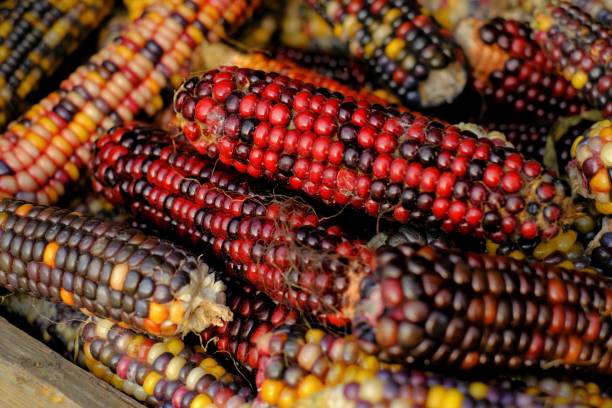 istock Colored corn cobs.Cereals and grain culture. Multicolored corn background.Variegated corn texture. corn cobs different colors. 1321081398