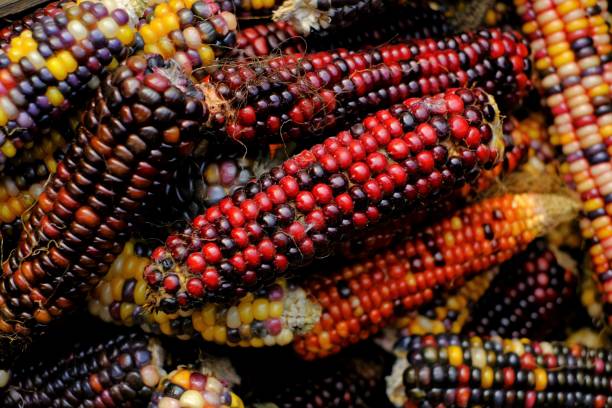 istock Colored corn cobs.Cereals and grain culture. Multicolored corn background.Variegated corn texture. corn cobs different colors.Organic bio vegetables. Autumn corn harvest 1321081431