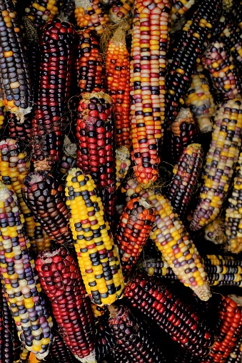 Colored corn cobs.Cereals and grain. corn background.Variegated corn texture. corn cobs different colors.Organic farm bio vegetables. Autumn corn harvest