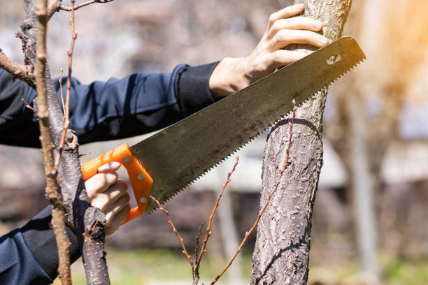 istock a man sawing a tree in the garden 1321081769