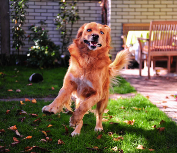 istock Goberian dog playing in the garden 1321083355