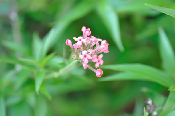 istock Panama Rose ,Arachnothryx leucophylla or Panama Rose 1321086042