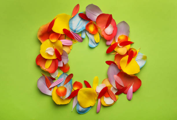Frame of beautiful petals on green background, flat lay. Space for text