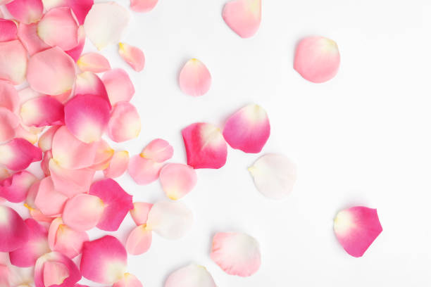 istock Beautiful petals on white background, flat lay 1321087586
