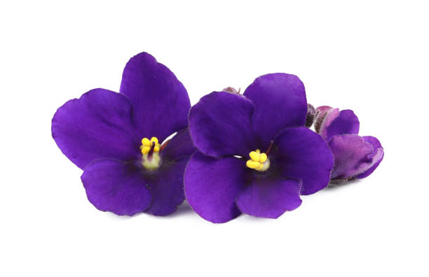 фиолетовые цветы фиолетового растения изолированы на белом - сенполия стоковые фото и изображения