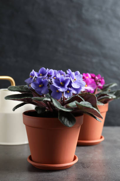 Beautiful potted violets on grey table. Delicate house plants Beautiful potted violets on grey table. Delicate house plants african violet stock pictures, royalty-free photos & images