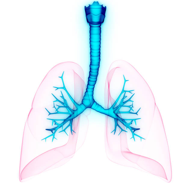 istock Human Respiratory System Lungs Anatomy 1321088197