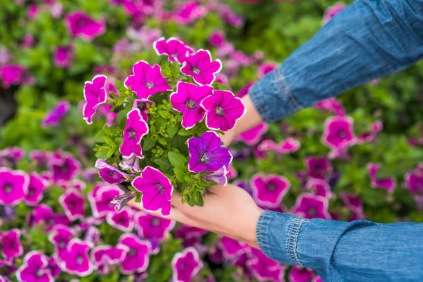 istock Greenhouse business 1321089201