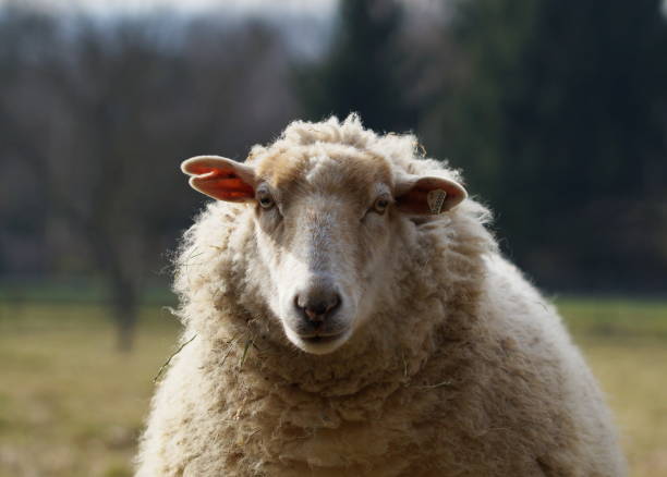 istock portrait of white sheep in field 1321091265