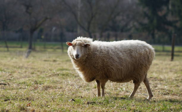ovelhas solitárias no campo - lamb merino sheep sheep focus on foreground - fotografias e filmes do acervo