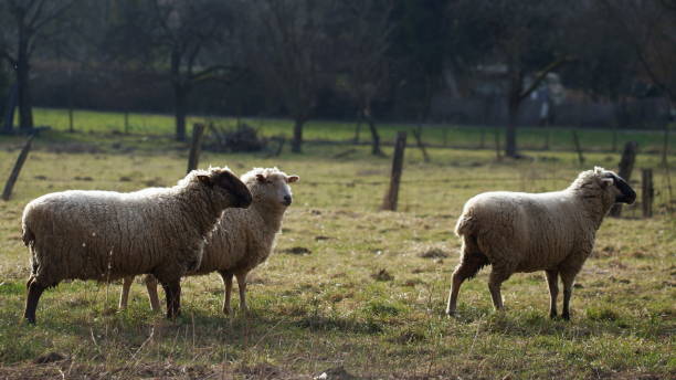 mandria di pecore su prato - lamb merino sheep sheep focus on foreground foto e immagini stock