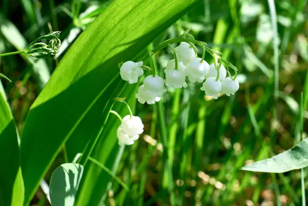 Photo of White lily-of-the-valley flowers on a background of green leaves. Close-up, macro, selective focus