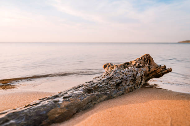 istock Log in the water during sunset at sea 1321094739