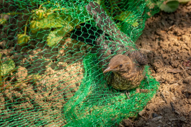 Young blackbird is caught in a net in a strawberry field