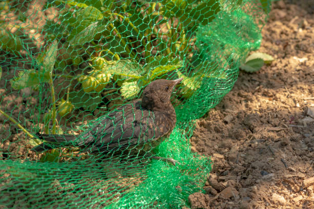 istock Young blackbird is caught in a net in a strawberry field 1321094780