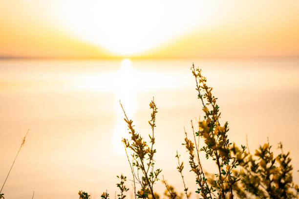 Sunset on the sea framed by trees, beautiful landscape