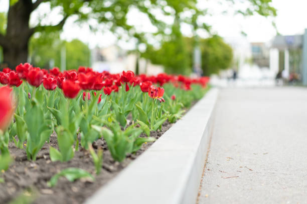 istock Red tulip flowers background outdoor 1321095603