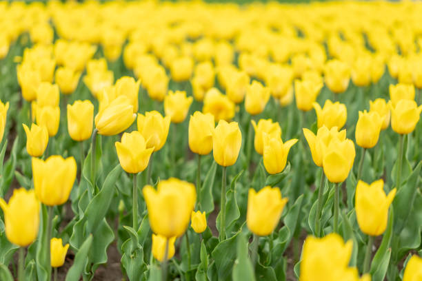 istock Yellow tulip flowers background outdoor 1321095614