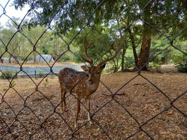 istock Deer behind the iron fence. 1321095752