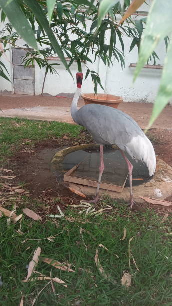 istock A picture of heron 1321095855