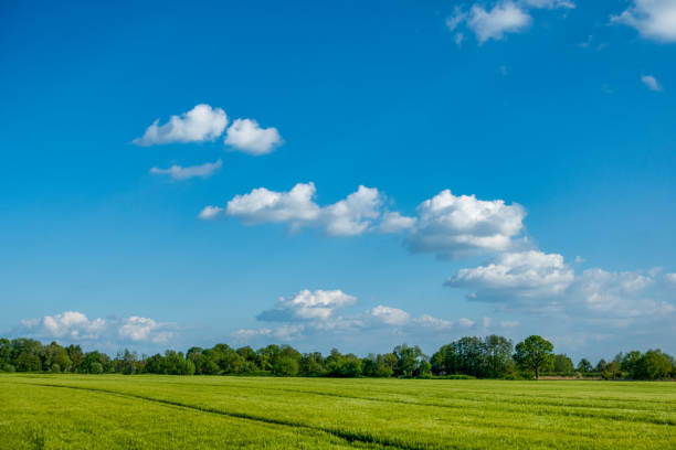 istock Green farmland in spring 1321096001