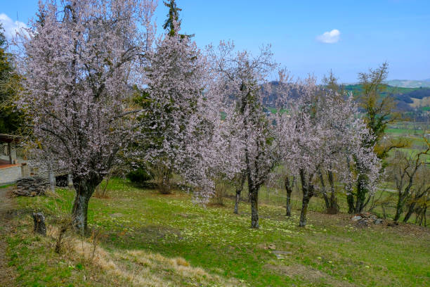 istock Fruit trees blooming in garden close-u across mountain view. Springtime nature 1321098475