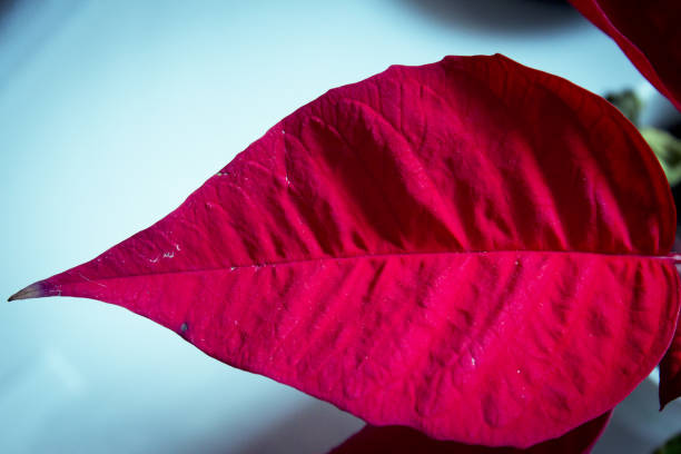 istock Poinsettia in red. No people. Copy space 1321098560