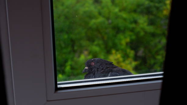istock Black dove sitting, green trees 1321098759
