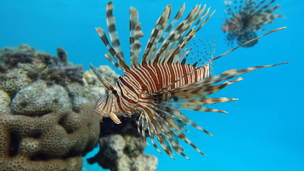 istock Lion Fish in the Red Sea. 1321100093