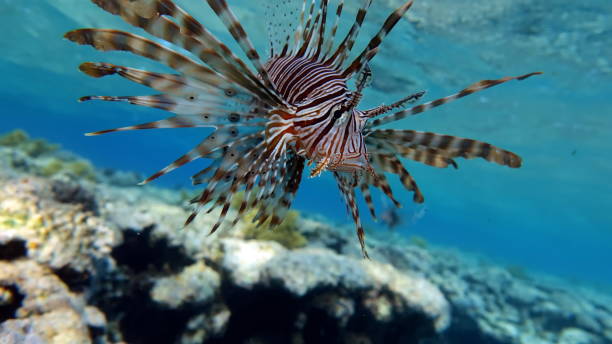 istock Lion Fish in the Red Sea. 1321100213